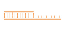 PCR Primers